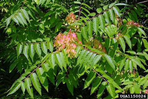 tree-of-heaven, Ailanthus altissima (Sapindales: Simaroubaceae) - 1150026