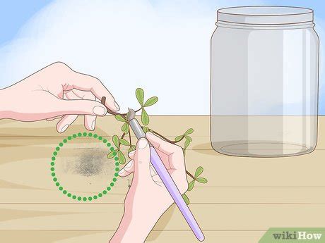 3 Ways to Make a Herbarium - wikiHow