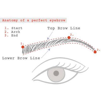 Anatomy of a perfect eyebrow. | Diagrams | Pinterest | Eyebrow, Brow ...