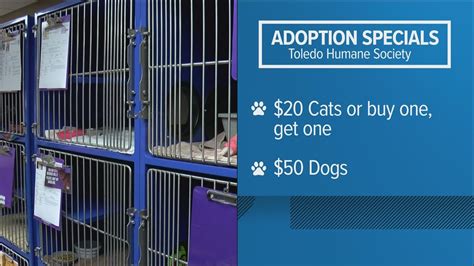 Northwest Ohio animal shelters offering adoption specials | wtol.com