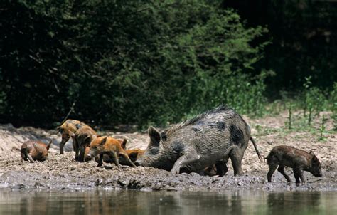 Feral pigs problem in US: How Texas is fighting back - Sports Illustrated