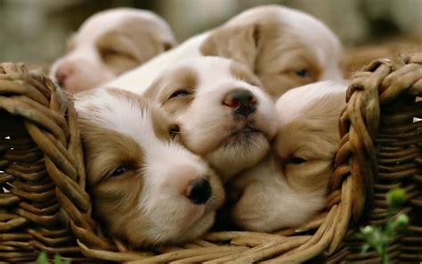 Cute Dog Desktop Wallpapers - Top Free Cute Dog Desktop Backgrounds ...