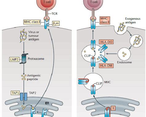 Antigen processing and presentation by MHC molecules - Online Science Notes