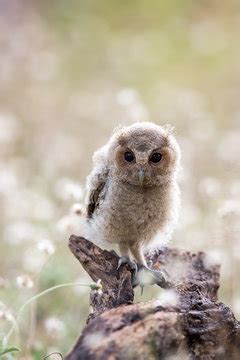 "Scops Owl" Images – Browse 7,009 Stock Photos, Vectors, and Video | Adobe Stock