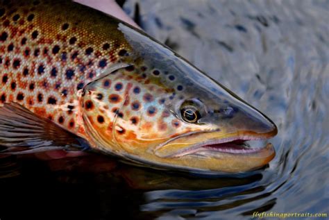 🔥 Free Download Madison River Mt Brown Trout Fly Fishing Portraits by @jmejia91 | WallpaperSafari