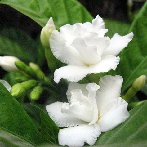 Buy Tagar Flower Online | Tagar Double Frills | Flowering Shrubs ...