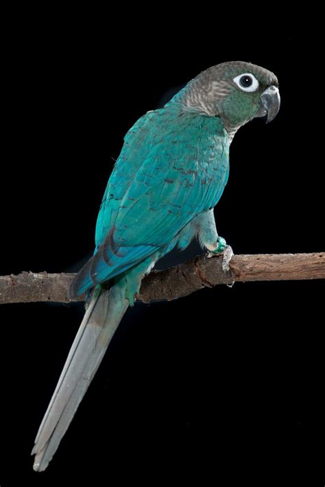 Turquoise Green-cheek Conure | Pet birds, Conure parrots, Conure bird