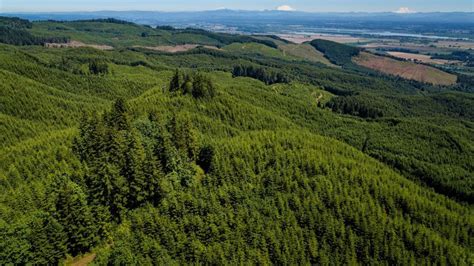 Oregon forests secure millions from USDA for conservation and climate ...