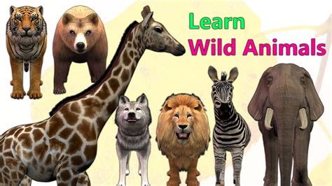 Learn Wild Animals Names For Kids Toddlers And Babies | Animals Names Le... | Baby animal names ...