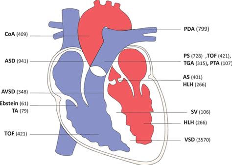 Genetics of Congenital Heart Disease | Circulation Research