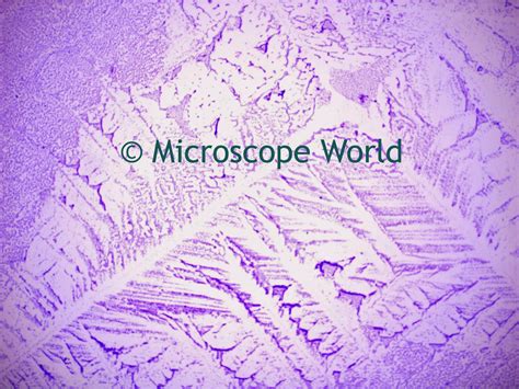 Microscope World Blog: Staphylococcus Under the Microscope