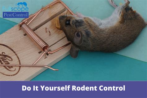 Do It Yourself Rodent Control