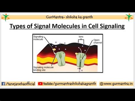 TYPES OF SIGNAL MOLECULES IN CELL SIGNALING | MEMBRANE BOUND ...