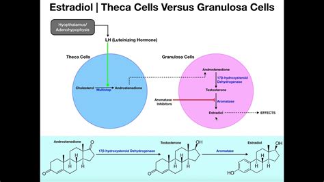 Estradiol Synthesis | Theca Cells & Granulosa Cells - YouTube