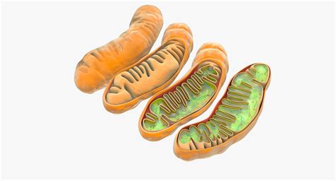 Mitochondria dna ribosomes model - TurboSquid 1194922