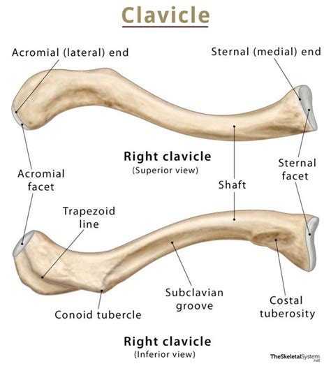 Clavicle (Collarbone) - Location, Anatomy, & Labeled Diagram