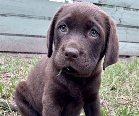 Labrador Retriever Puppies for Sale Melbourne, VIC | K9 Breeders