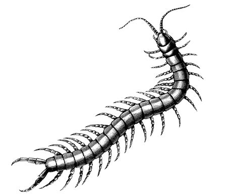 Centipede Drawing | Free download on ClipArtMag