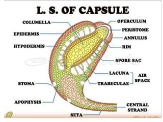 Funaria | PPT