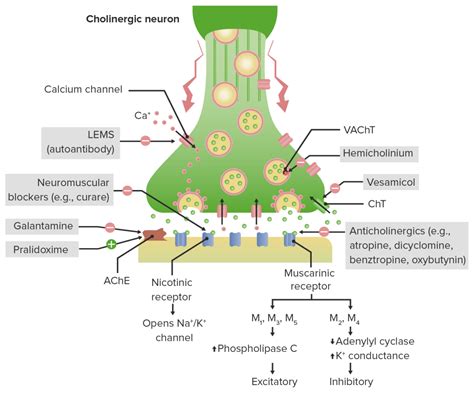 Medicamentos Anticolinérgicos | Concise Medical Knowledge