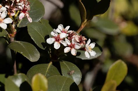 Indian Hawthorn Care Guide: Growing Information and Tips For Rhaphiolepis umbellata | Green and ...