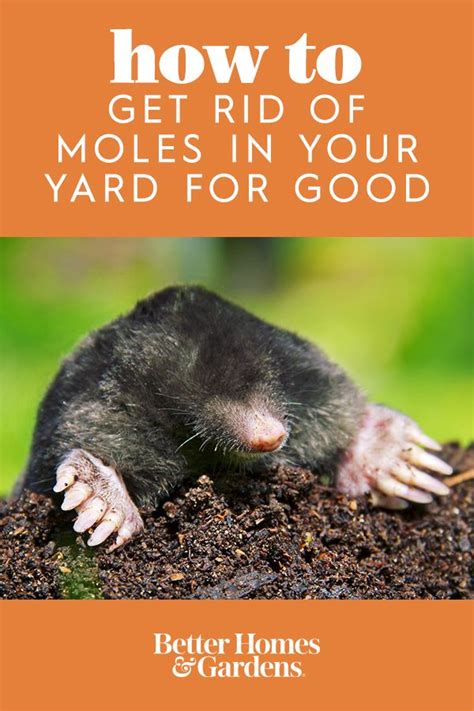 How to Get Rid of Moles in Your Yard (and Keep Them Away for Good ...