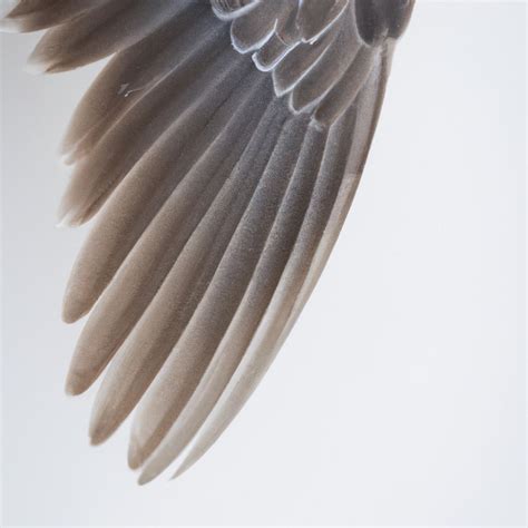 Pigeon Wing Pattern Demonstrates Which Of The Following Inheritance ...