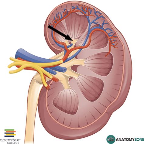 Minor Calyx of Kidney - AnatomyZone