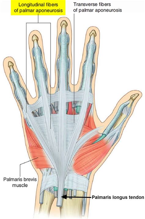 Dupuytren's Contracture - Causes, Symptoms, Treatment