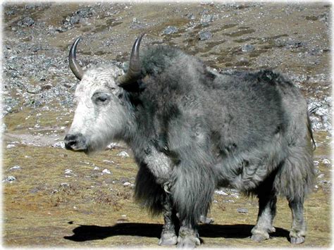 Yak | Animal Wildlife