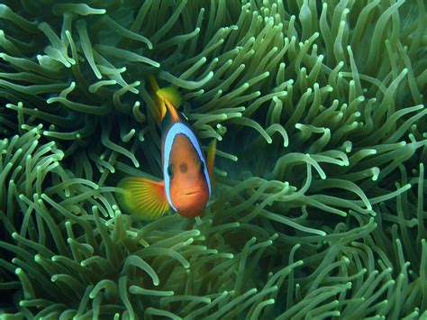 Clown Fish in Anemone | Black anemone fish peeking out of se… | Flickr