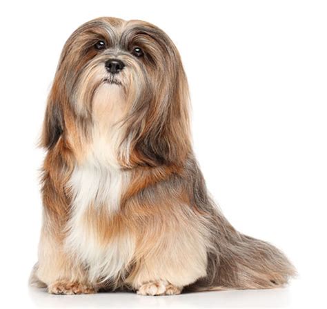 Lhasa Apso Dog Breed Information | Purina