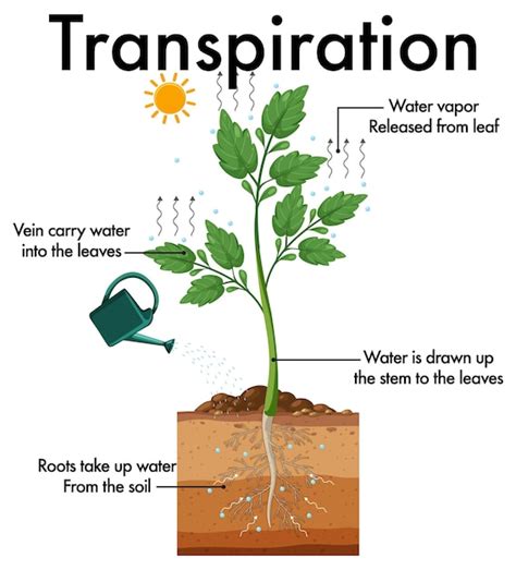 Premium Vector | Diagram showing plant transpiration