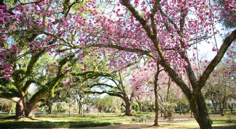 Natchitoches, Louisiana: Explore History, Culture and Attractions