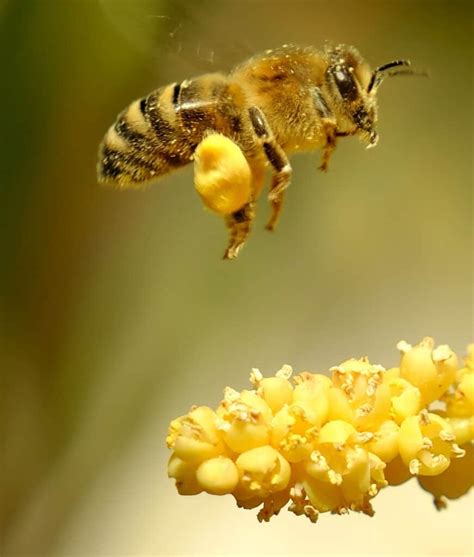 Honey Bee Vs Yellow Jacket - Beekeeping 101