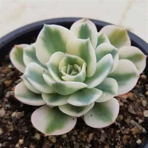 10 Rare Succulents (and Where to Find Them!) – Sublime Succulents