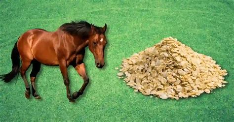 Oats For Horses: How Much To Feed + Pros and Cons