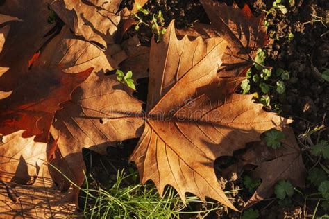 American sycamore leaves stock image. Image of dynamic - 136146355