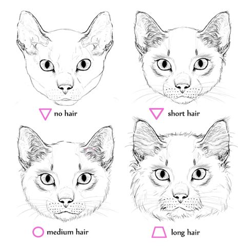 40 Simple Cat drawing Examples anyone Can Try