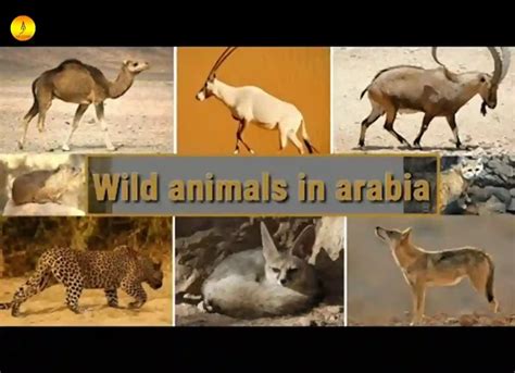 7 Types of Animals in Saudi Arabia - Quran Mualim