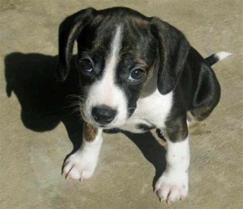 Beagle Rat Terrier Mix Puppies For Sale | PETSIDI