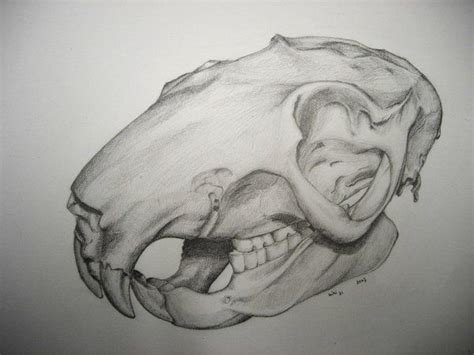 Rat Skull Drawing at PaintingValley.com | Explore collection of Rat Skull Drawing