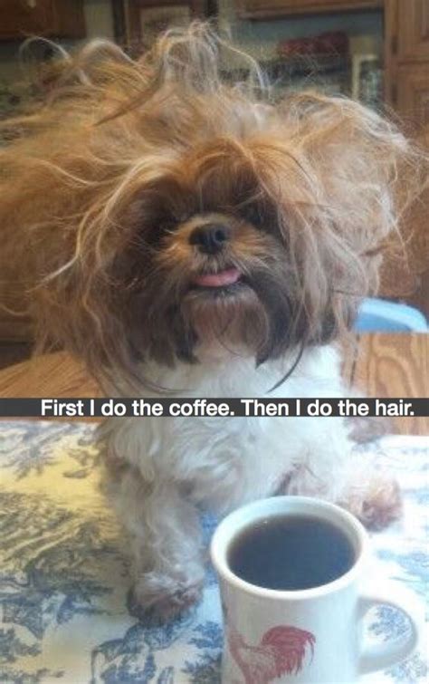 First I do the coffee. Then I do the hair. #morning #coffee #humor #dog #funny #badhairday ...