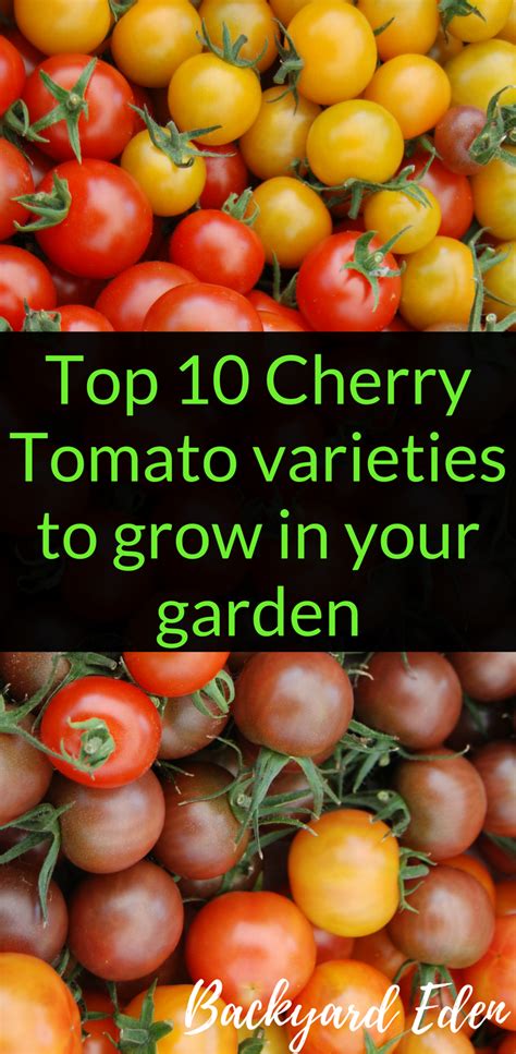 Top 10 Cherry Tomato varieties to grow in your garden - Backyard Eden