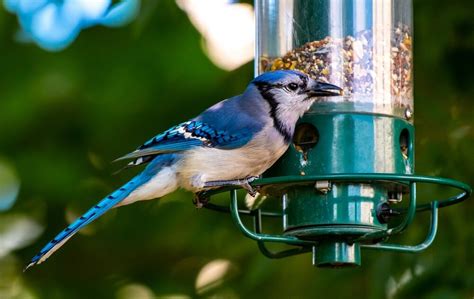 How to attract bluebirds to feeder (1) | Best Farm Animals