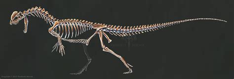 Dilophosaurus Wetherilli Skeleton Study No Labels by TheDragonofDoom on DeviantArt