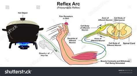 Reflex Arc Anatomy