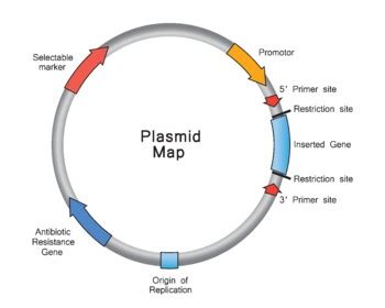 Plasmid Map. by ADM Science | TPT