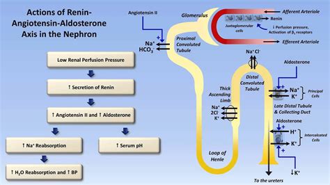 Sodium and Potassium Metabolism (Renin, Angiotensin, Aldosterone, and ADH) - YouTube