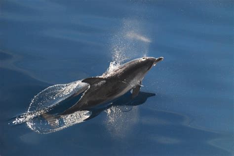 Clymene Dolphin – "OCEAN TREASURES" Memorial Library